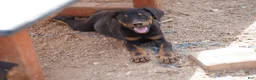 Doberman Pinscher dogs for sale: Milhouse - Ad 5