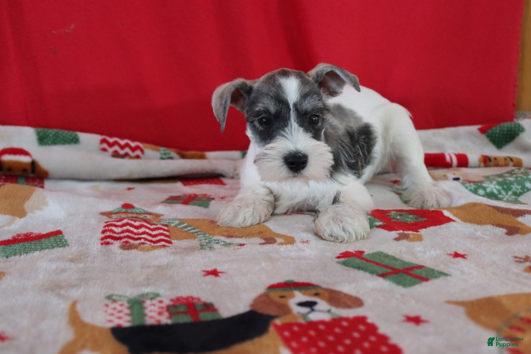 Miniature Schnauzer dogs for sale: tommy - Ad 1