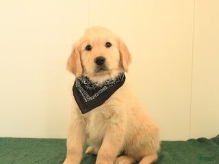 Golden Retriever dogs - Ad 34