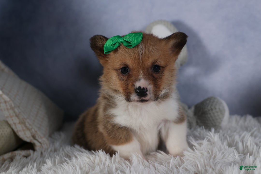Welsh Corgi Pembroke dogs for sale: REX - Ad 17