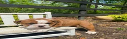 English Bulldog dogs for sale: Beauty - Ad 3