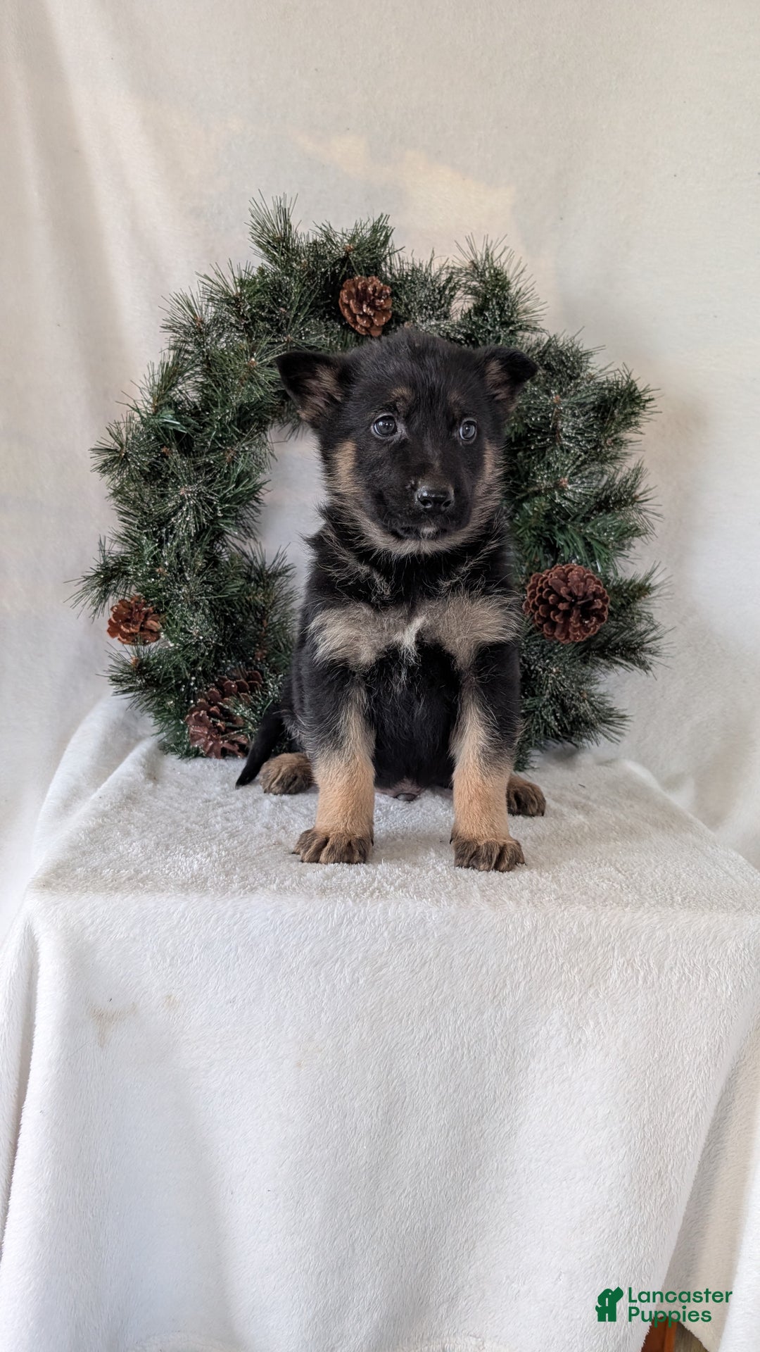 German Shepherd dogs for sale: Carson  - Ad 7
