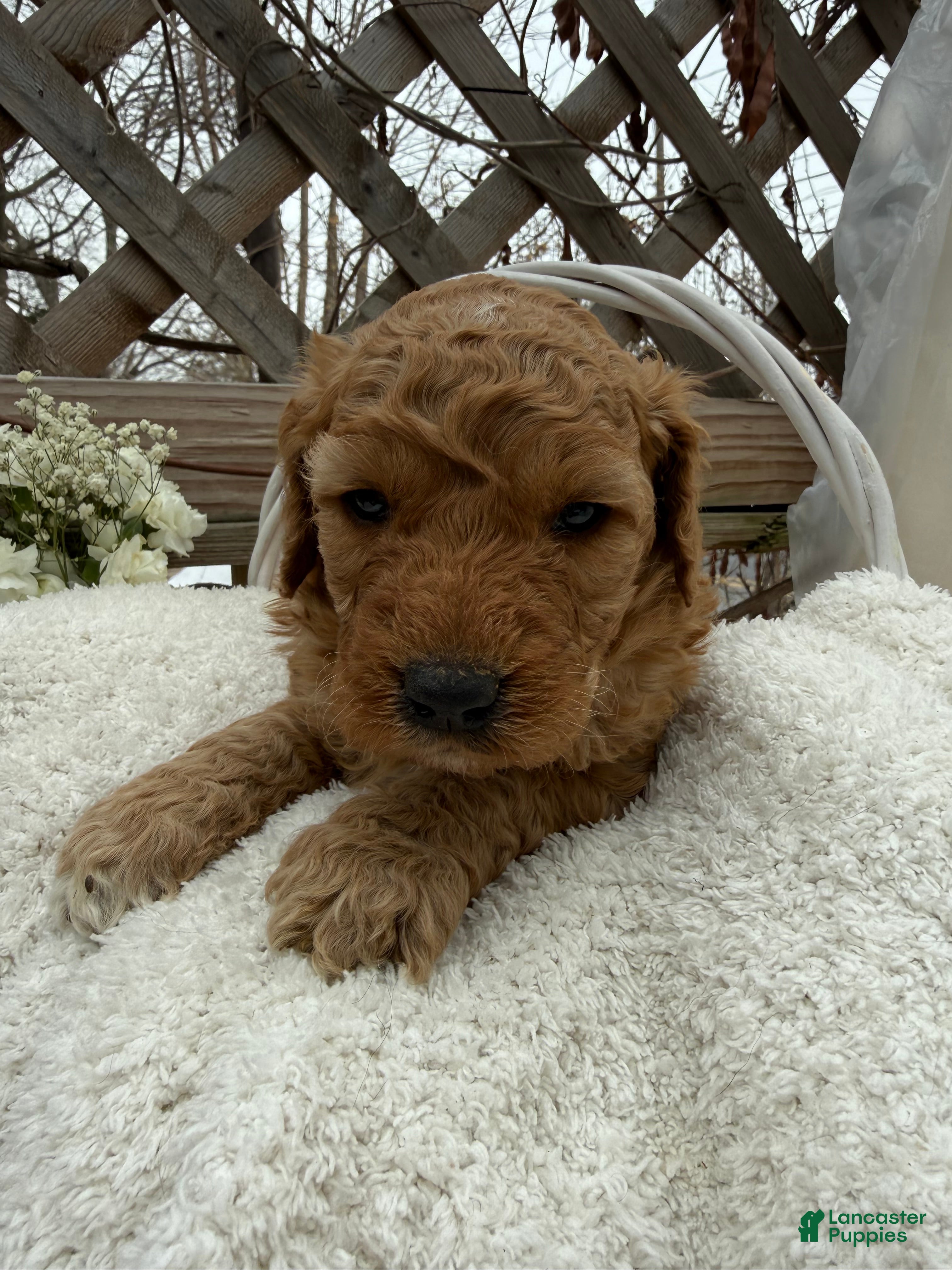 Goldendoodle dogs Caramel  - Ad 2