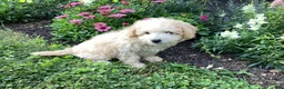 Mini Goldendoodle dogs for sale: Sparkle  - Ad 5