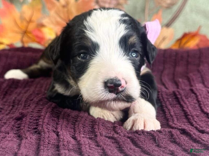 Bernedoodle dogs Ingrid - Ad 1