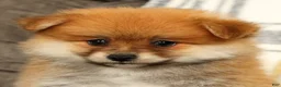Pomeranian dogs for sale: Moe - Ad 9
