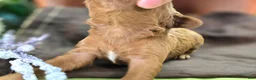 Cockapoo dogs for sale: Daffodil - Ad 5