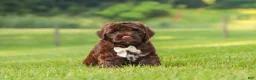 Portuguese Water Dog dogs for sale: River - Ad 6