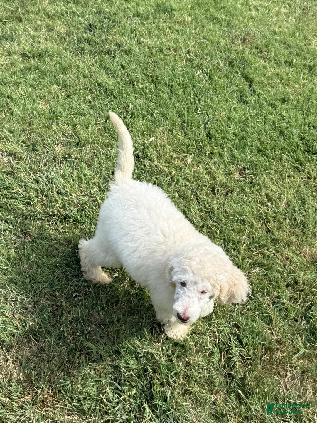 Standard Poodle dogs for sale: Standard Poodle 1 - Ad 2