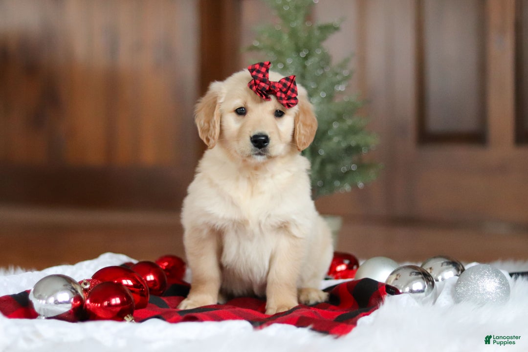 Golden Retriever dogs for sale: Sadie - Ad 2