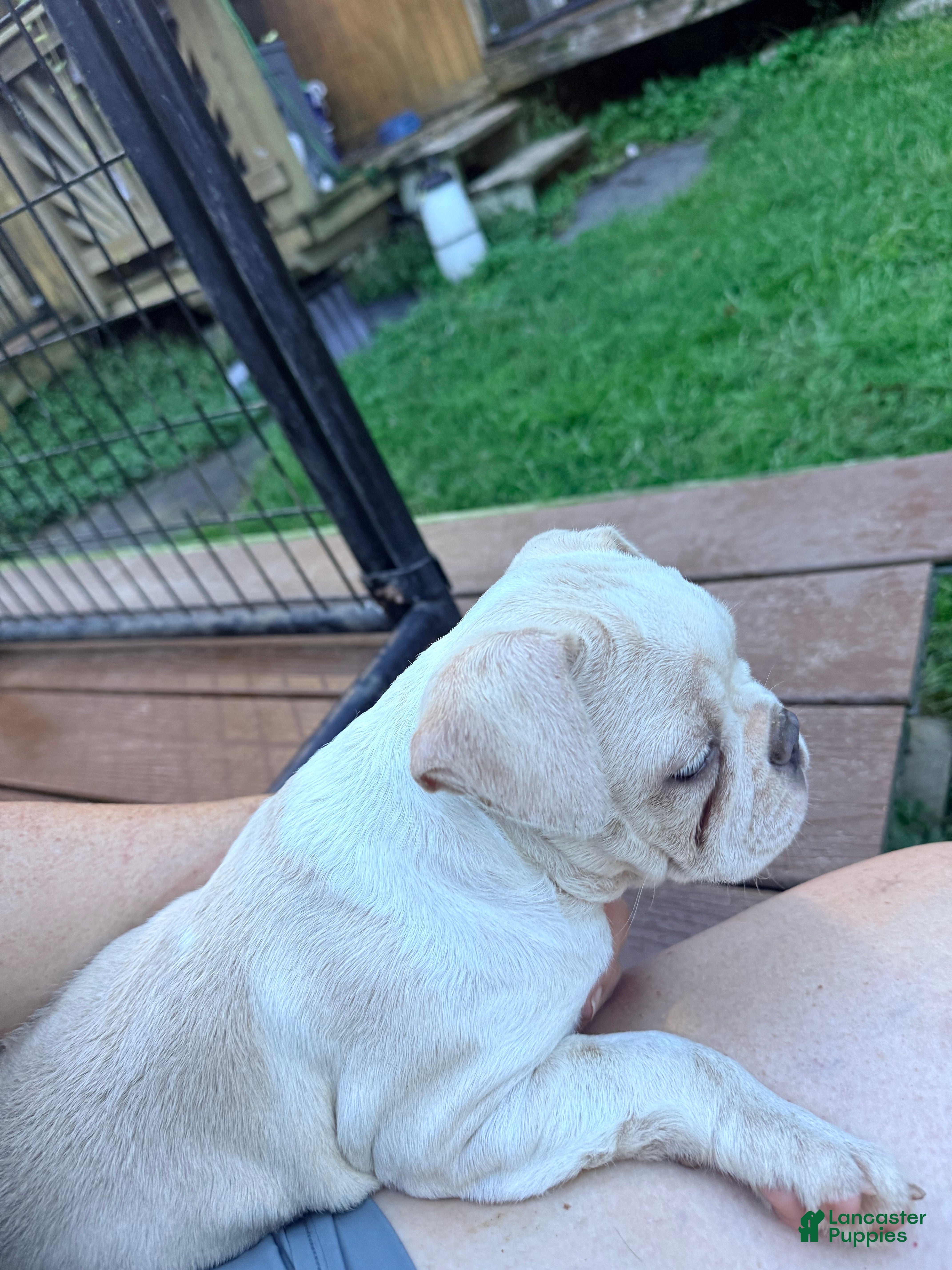 Frenchton dogs HOPE - Ad 2