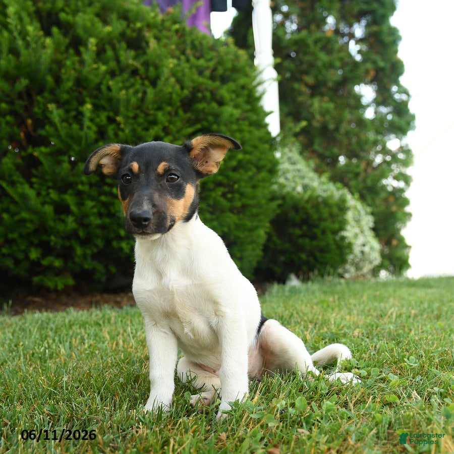 Jack Russell Terrier dogs Bena - Ad 1