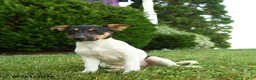 Jack Russell Terrier dogs for sale: Bena - Ad 1