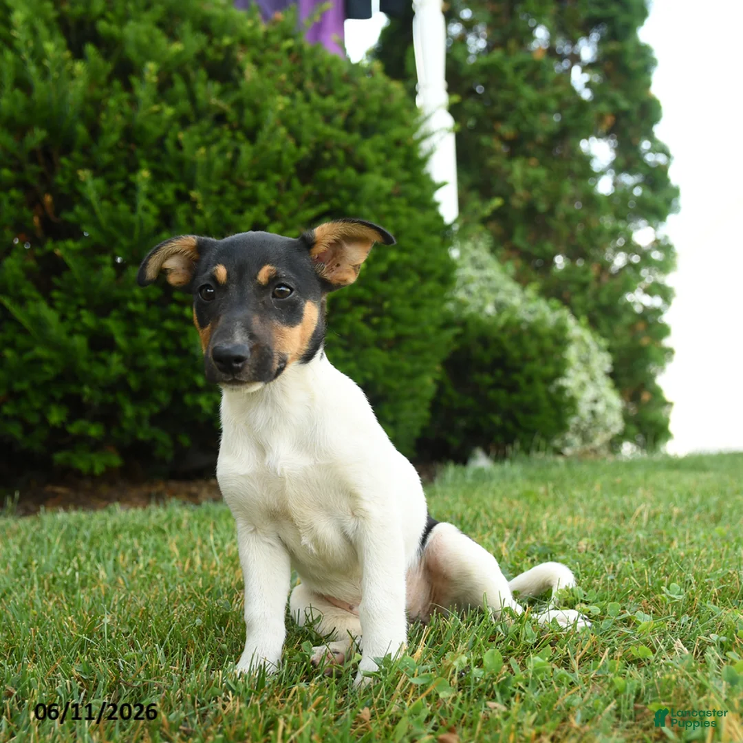 Jack Russell Terrier dogs for sale: Bena - Ad 1