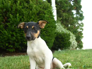 Jack Russell Terrier dogs for sale: Bena - Ad 1
