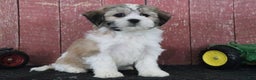 Teddy Bear dogs for sale: Louise - Ad 2