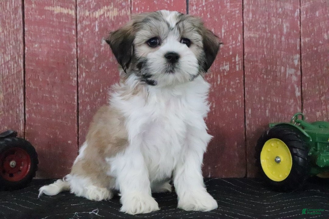 Teddy Bear dogs for sale: Louise - Ad 2