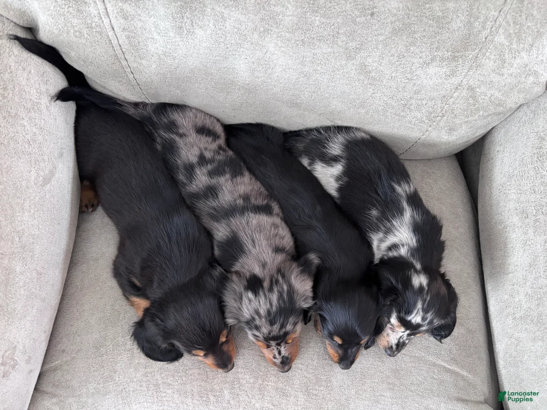 Miniature Dachshund dogs for sale: Miette - Ad 12