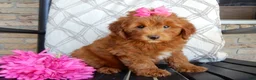 Mini Goldendoodle dogs for sale: Lulu - Ad 4