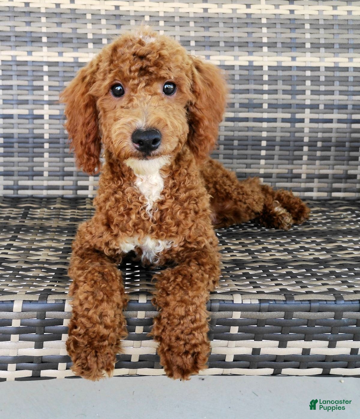 Mini Goldendoodle dogs Victor - Ad 1