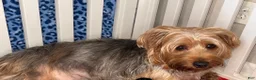 Yorkiepoo dogs for sale: Froggy - Ad 4