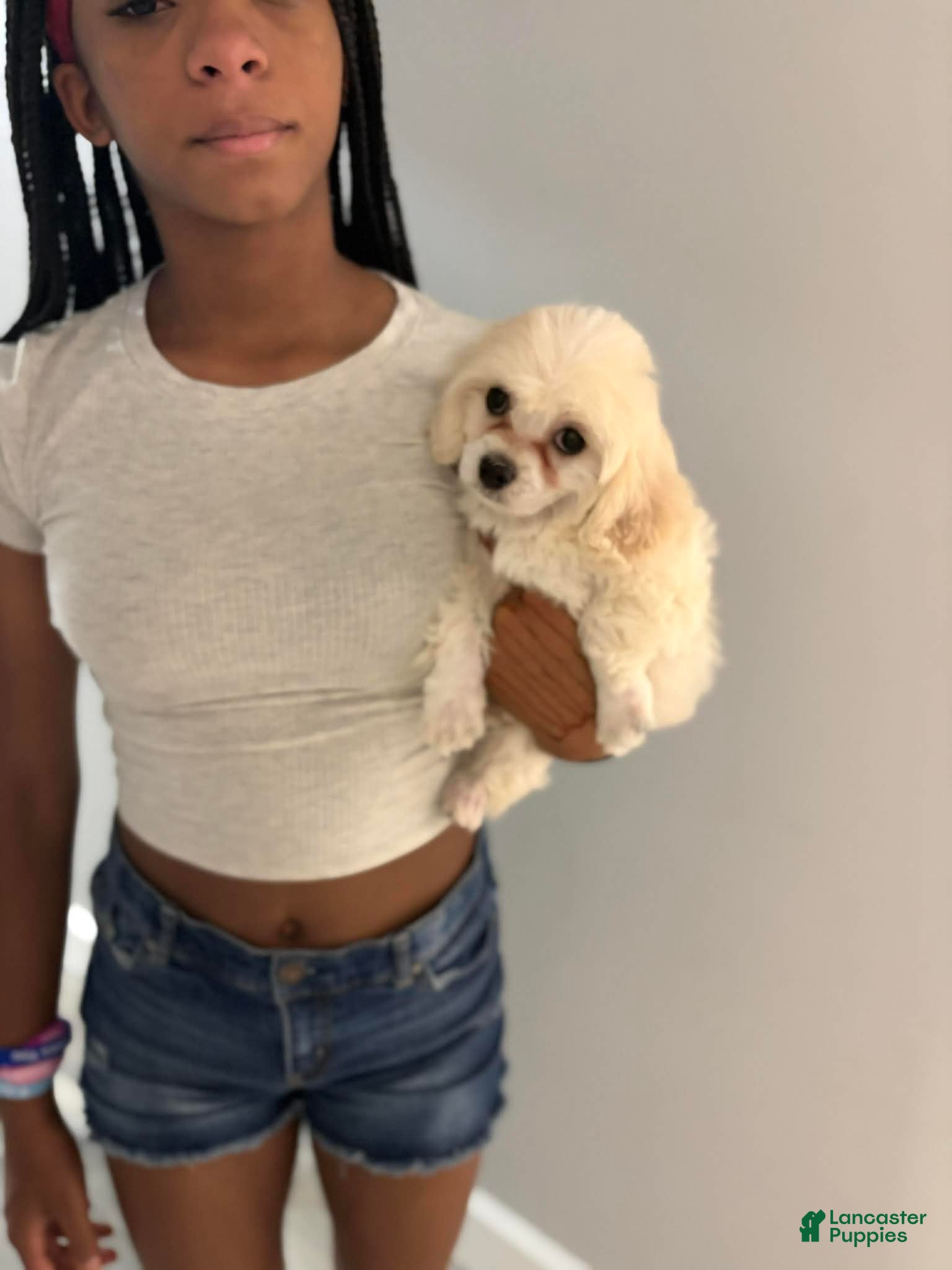 Maltipoo dogs Macy  - Ad 2