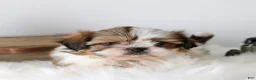 Shih Tzu dogs for sale: Sully  - Ad 3