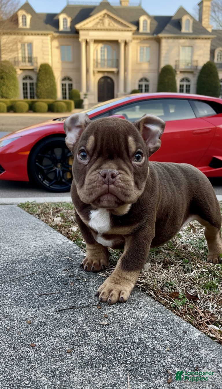 American Bully dogs Barkboyz Bullycamp Weezy - Ad 24