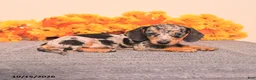 Miniature Dachshund dogs for sale: Roxy - Ad 3