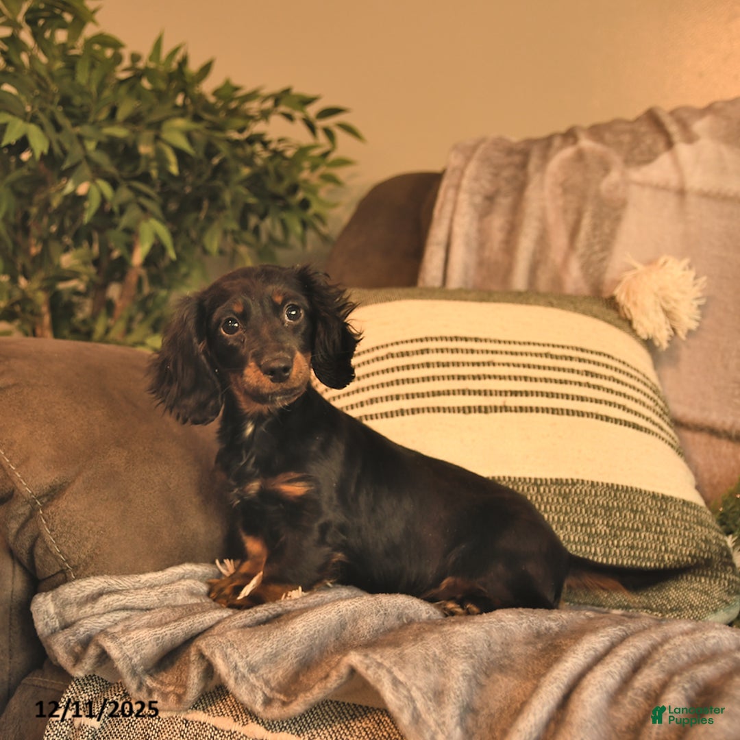 Miniature Dachshund dogs for sale: Felicity  - Ad 1
