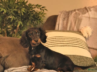 Miniature Dachshund dogs Felicity - Ad 23