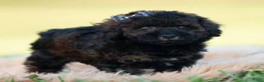 Dannie