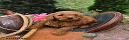 Mini Goldendoodle dogs for sale: Buster - Ad 2