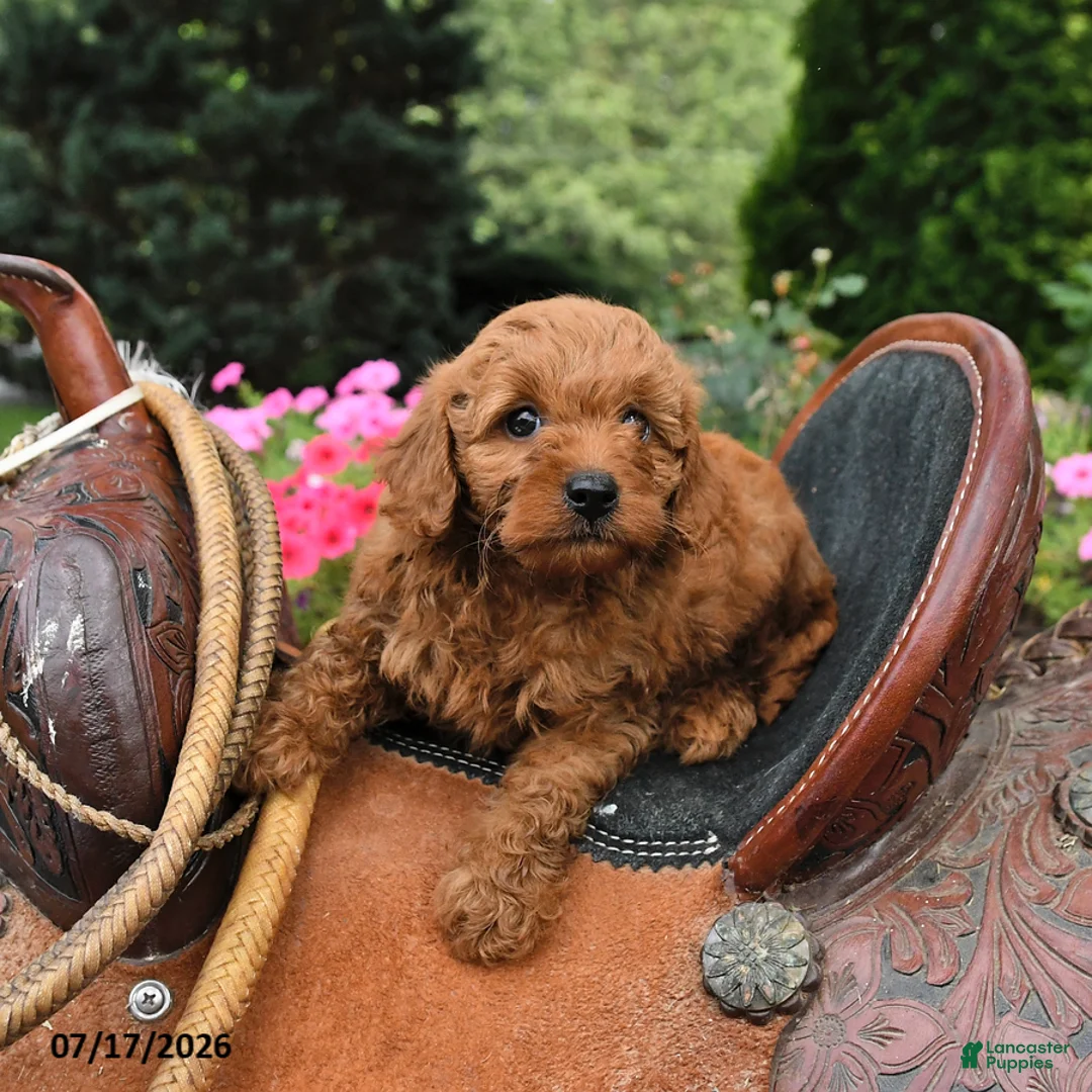 Mini Goldendoodle dogs for sale: Buster - Ad 2