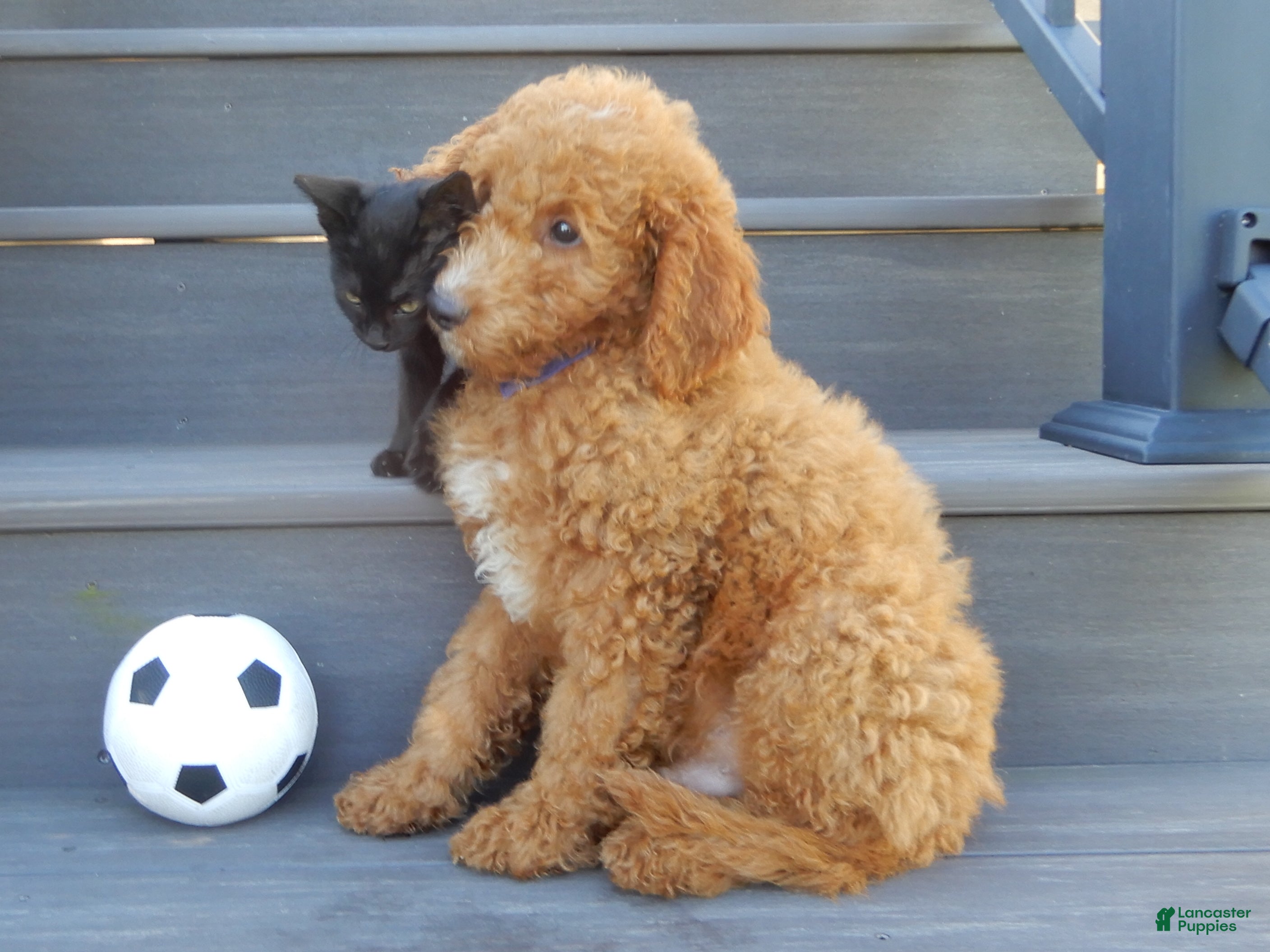 Mini Goldendoodle dogs Jake (Medium) - Ad 2