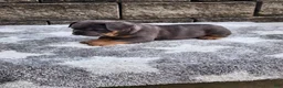 French Bulldog dogs for sale: Koda - Ad 7