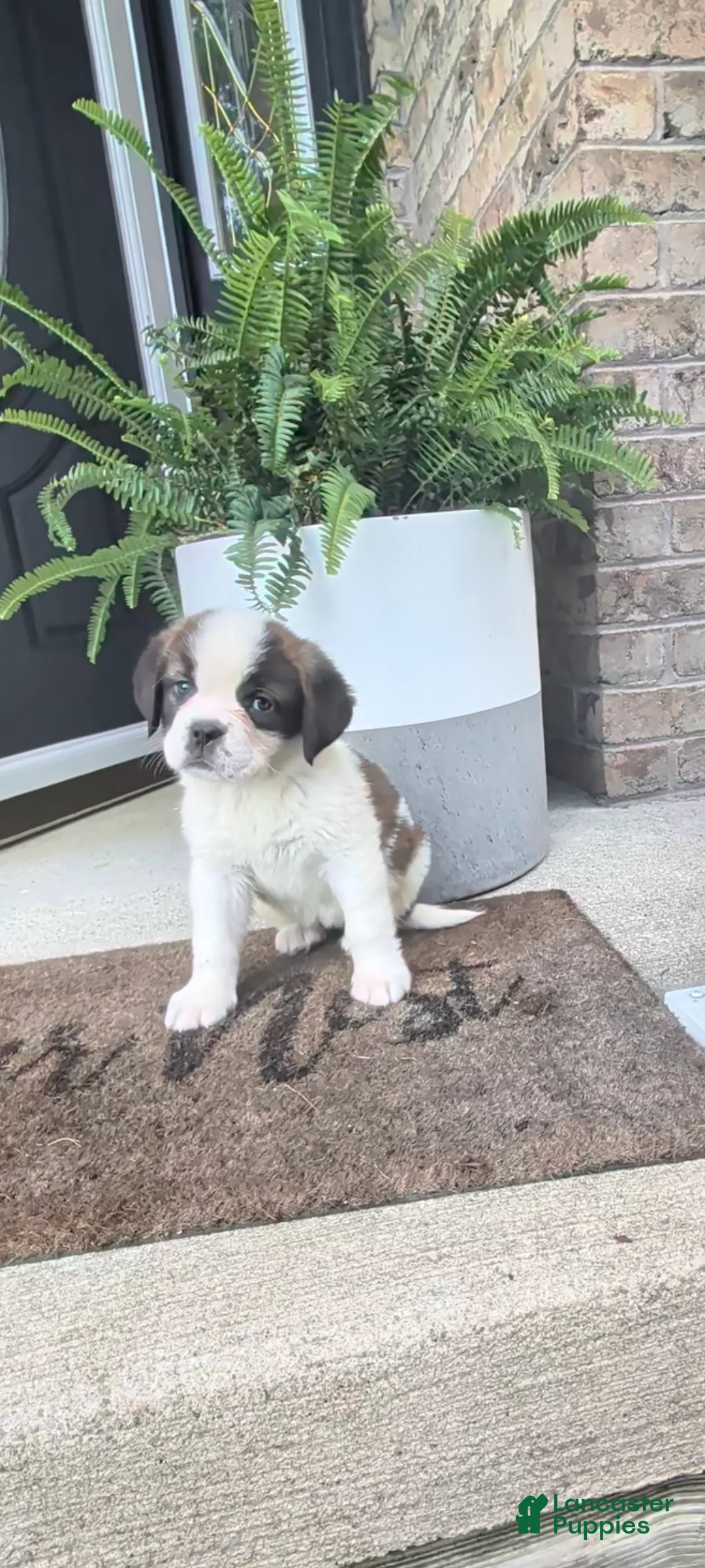 Saint Bernard dogs for sale: Becca - Ad 1