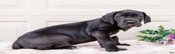 Great Dane dogs for sale: Lilac - Ad 3