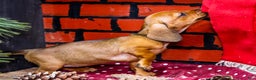Miniature Dachshund dogs for sale: Willow - Ad 9