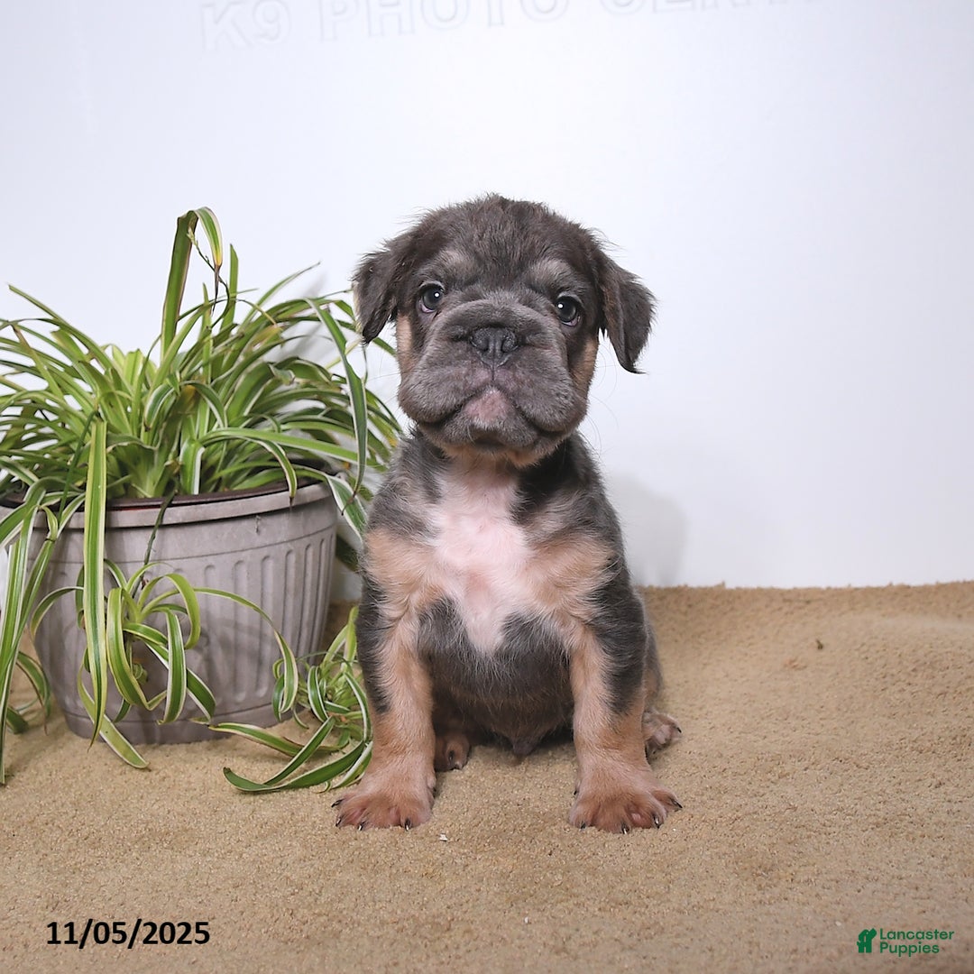 French Bulldog dogs for sale: Pepper - Ad 2