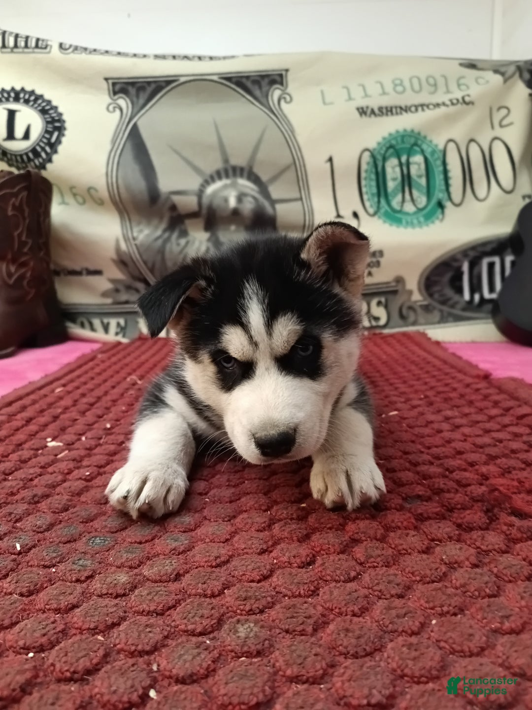 Siberian Husky dogs for sale: Abby - Ad 6