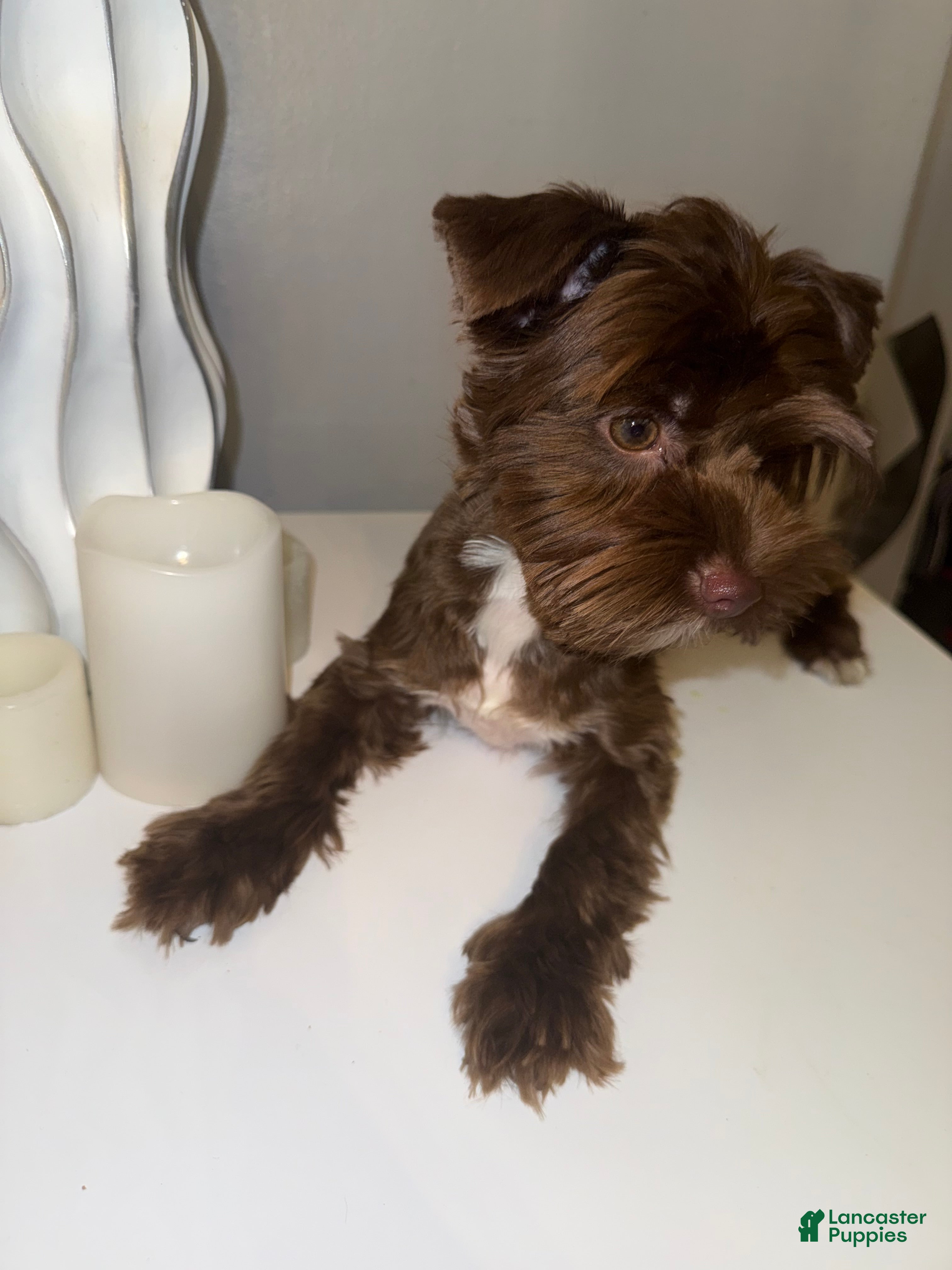 Yorkshire Terrier dogs Chico - Ad 2