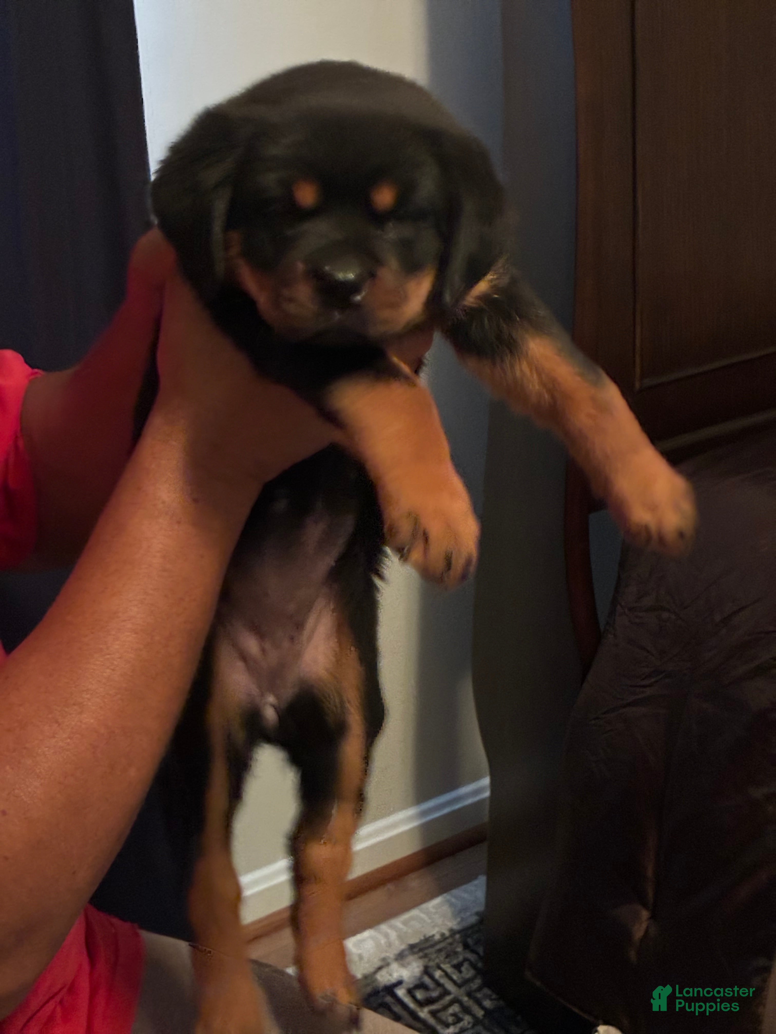 Rottweiler dogs for sale: Rottweiler 2 - Ad 1