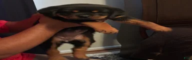 Rottweiler 2