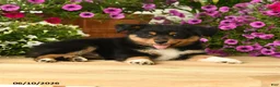 Toy Australian Shepherd dogs for sale: Andrea - Ad 2