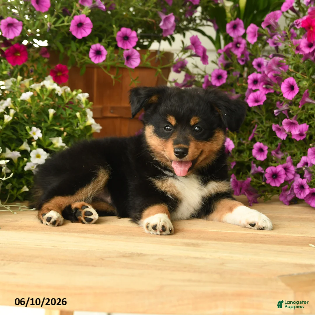 Toy Australian Shepherd dogs for sale: Andrea - Ad 2