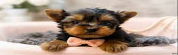 Yorkshire Terrier dogs for sale: Ollie 1.2lbs - Ad 3