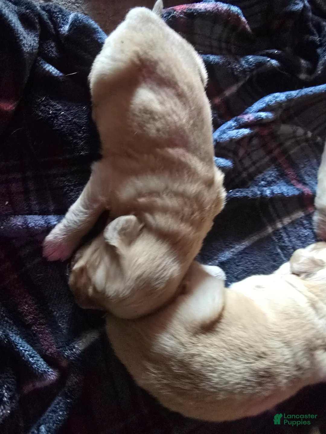 Golden Retriever dogs for sale: Golden Retriever Puppy 6 - Ad 1