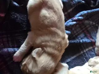 Golden Retriever dogs Golden Retriever Puppy 6 - Ad 12