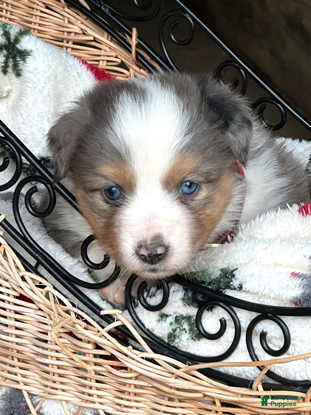 Miniature Australian Shepherd dogs for sale: Spice - Ad 3